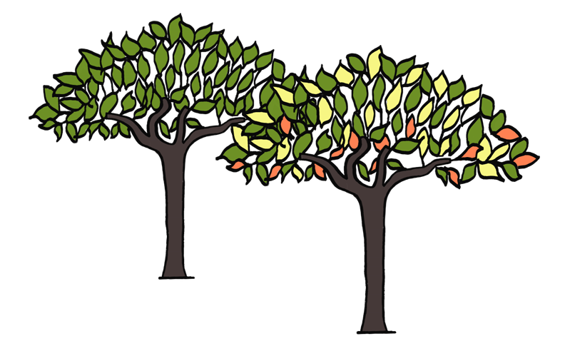 アフリカの木々