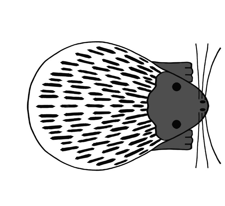 危険なハリネズミ